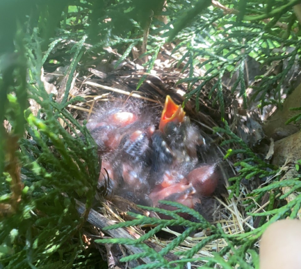 Peak Bird Nesting Season